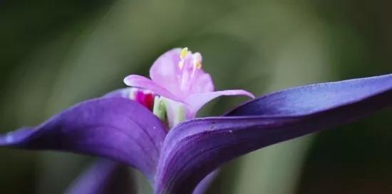 合果芋的花语及寓意（了解合果芋花语）