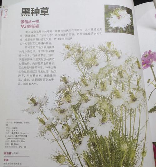 黑种草的花语——深邃之美（探寻黑种草花朵背后的诗意与神秘）