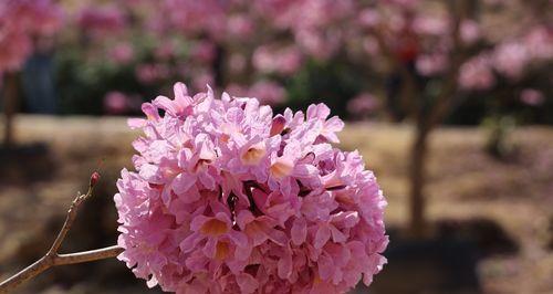 红花风铃木的花语及意义（探索红花风铃木花语的深意）