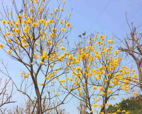 红花风铃木的花语及意义（探索红花风铃木花语的深意）