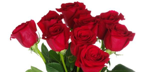红玫瑰的花语——爱的表达（浪漫热情）