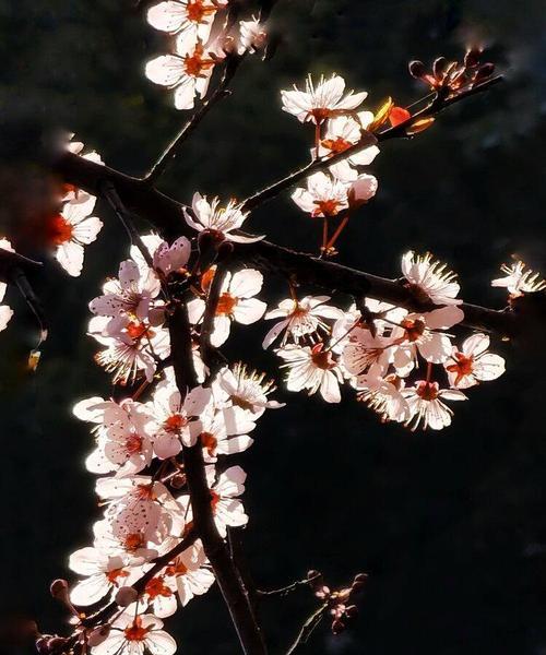 红叶李的花语（探寻红叶李花语的含义与象征）