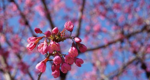 红叶樱花的花语与意义（探寻红叶樱花的内涵与象征）