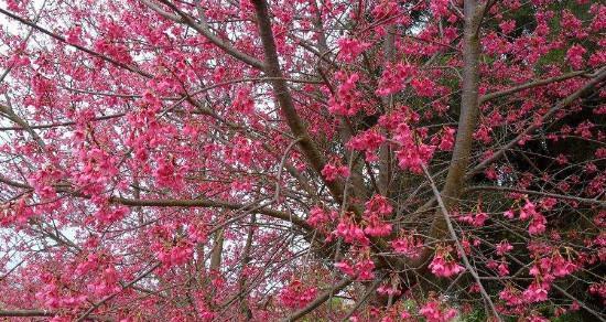 红叶樱花的花语与意义（探寻红叶樱花的内涵与象征）