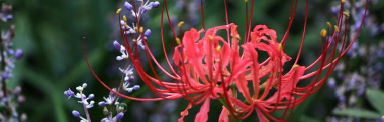 花环菊的花语及其象征意义（探究花环菊的花语）