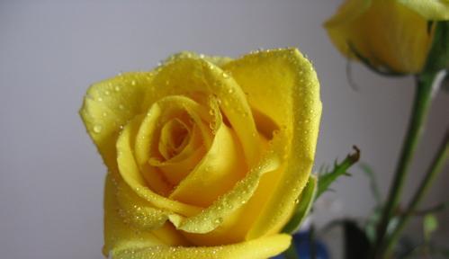 黄玫瑰的花语与意义（黄玫瑰-阳光）