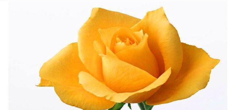 黄玫瑰的花语与意义（黄玫瑰-阳光）