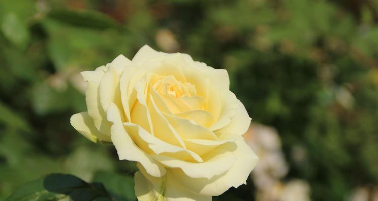黄色月季花语（探寻黄色月季花的内涵与意义）