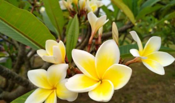 鸡蛋花（探索鸡蛋花的花语及其内涵）