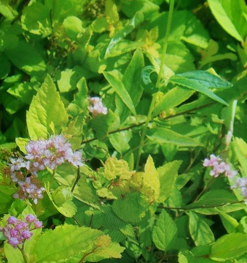 金山绣线菊的花语及其意义（探寻金山绣线菊的花语）