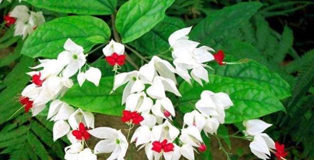 金钟花的花语与意义（金钟花——传递友谊和坚持的力量）
