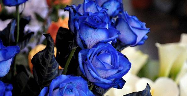 蓝色玫瑰的花语与意义（探寻蓝色玫瑰的含义与象征）