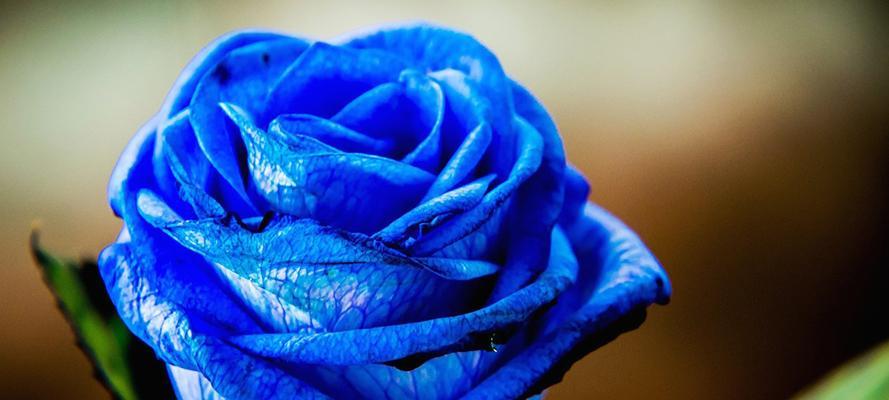蓝色玫瑰的花语与意义（探寻蓝色玫瑰的含义与象征）