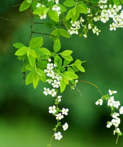 李叶绣线菊花（诗情画意之间）