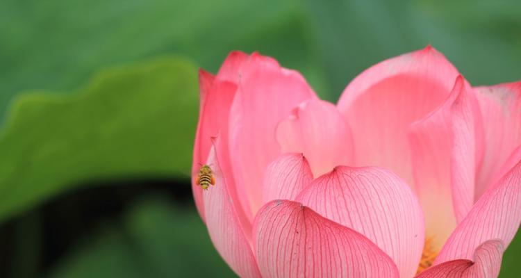 莲花的象征意义与传承（探索莲花的美丽与深远内涵）