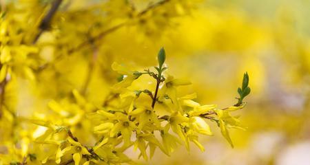 连翘的花语及其意义（探索连翘的神秘花语）