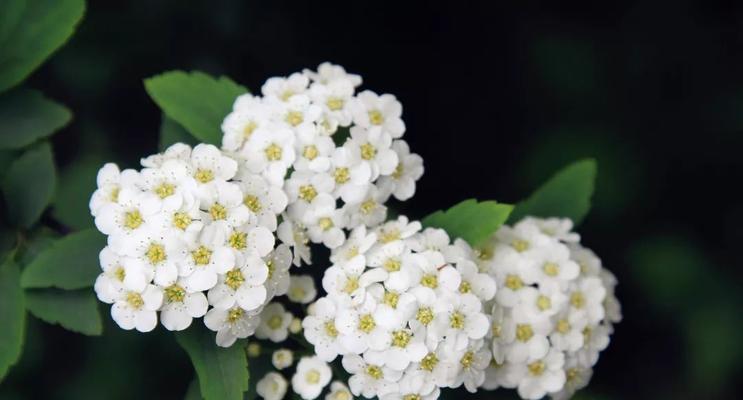 菱叶绣线菊花（探索菱叶绣线菊的独特花语之道）