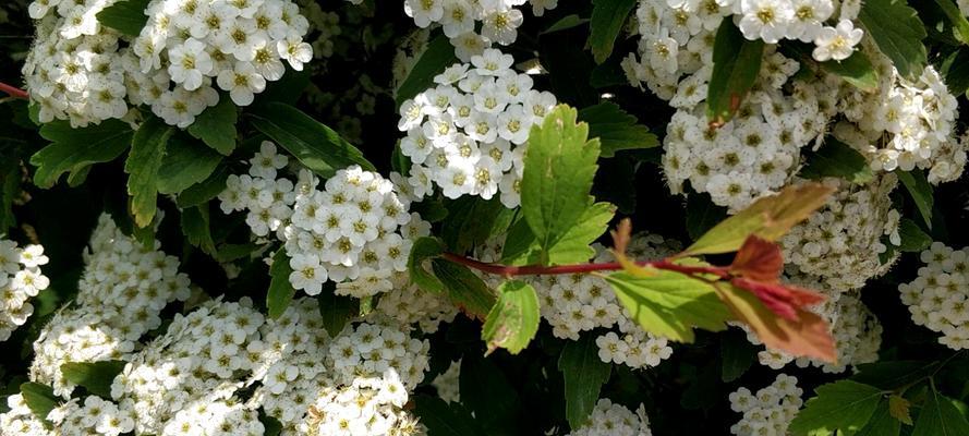 菱叶绣线菊花（探索菱叶绣线菊的独特花语之道）