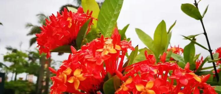 龙船花的花语与寓意（探秘龙船花的神秘象征）