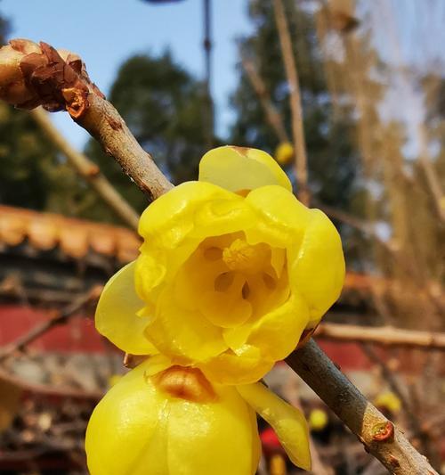 梅花的花语（探寻梅花的花语）
