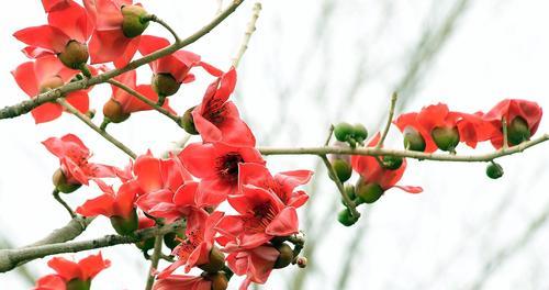 木棉花之美（用木棉花的芬芳与韧劲诠释人生的奋斗与期待）