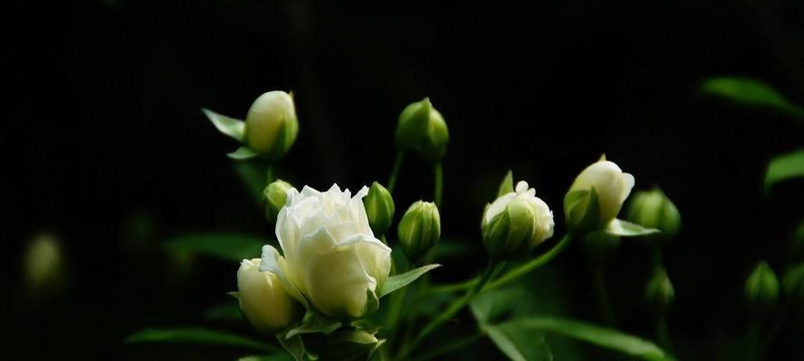 木香花的花语与意义（探寻木香花的神秘与美丽）