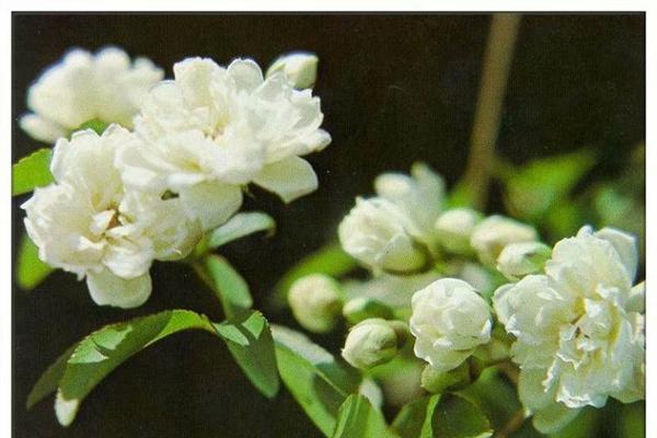 木香花的花语与意义（探寻木香花的神秘与美丽）