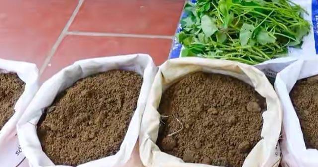 农家肥腐熟的意义和方法（提高农业产量的关键——农家肥腐熟）