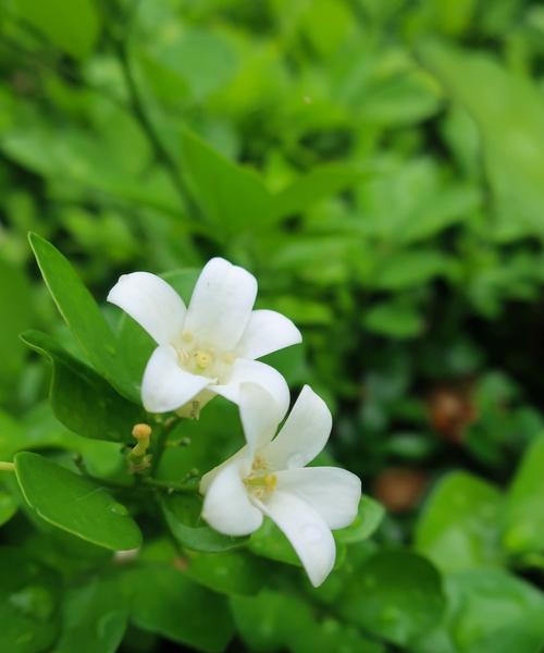 七里香的花语与寓意（七里香的花语传递出的美好寓意）