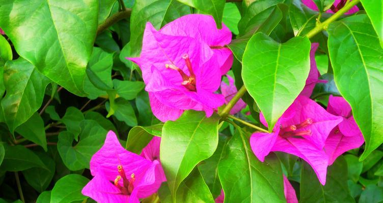三角梅之花语与传说（揭秘三角梅的花语与传说）