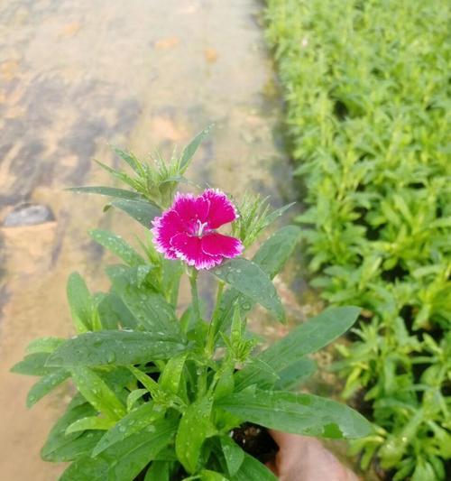 石竹的花语（探寻石竹花的花语及象征意义）