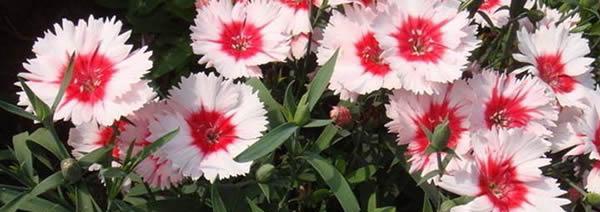石竹的花语（探寻石竹花的花语及象征意义）