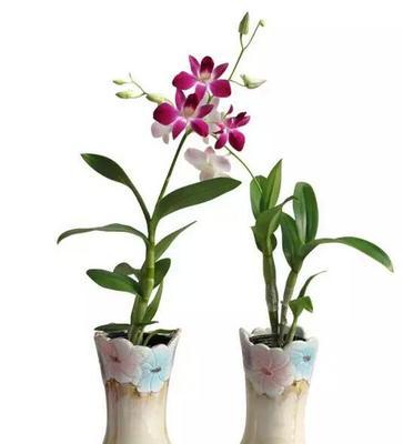 石斛兰的花语与意义（探究石斛兰的花语并解读其中的含义）