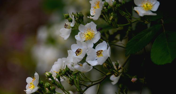 水晶花语之美——探寻花语中的奇妙力量（解读水晶花的花语与意义）