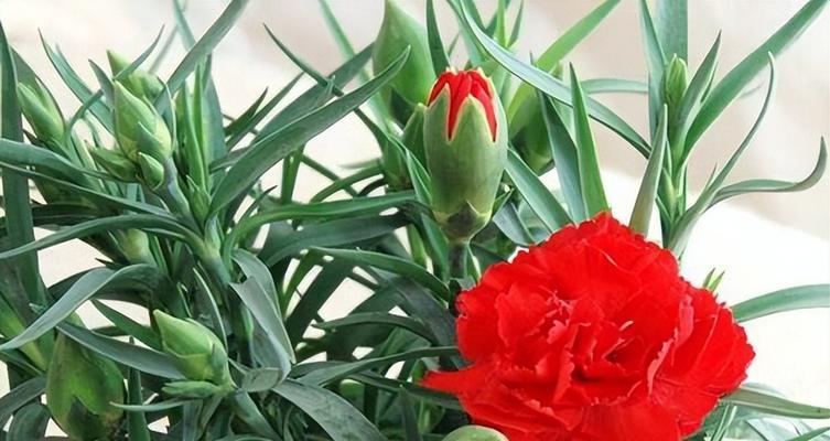 以香石竹花语揭示人生真谛（绽放美丽）