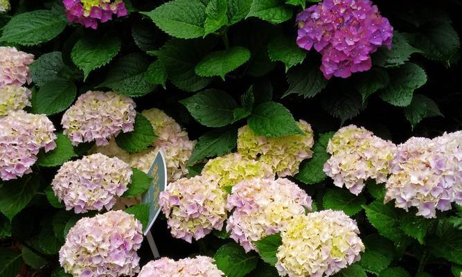 绣球花的花语（绽放娇艳的绣球花）