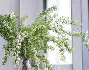 解读以雪柳的花语（探寻以雪柳的美丽与寓意）