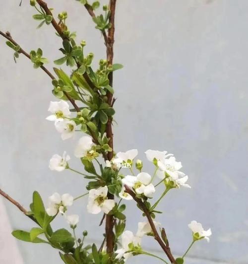 解读以雪柳的花语（探寻以雪柳的美丽与寓意）