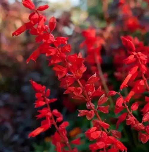 红色花卉的花语（以一串红的花语是什么）