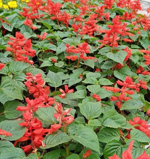 红色花卉的花语（以一串红的花语是什么）