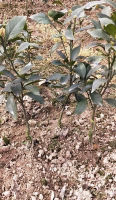 了解移植苗的意义与方法（探索植物生长的奇妙之旅）