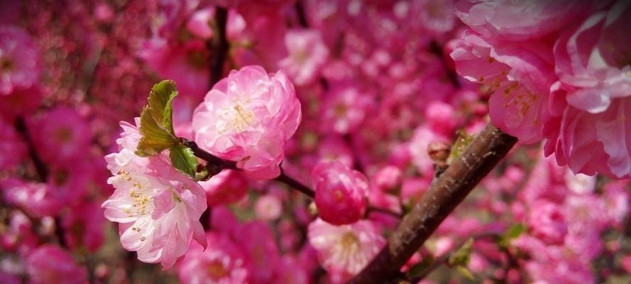 以榆叶梅的花语（以榆叶梅的花语传递祝福与坚韧的力量）