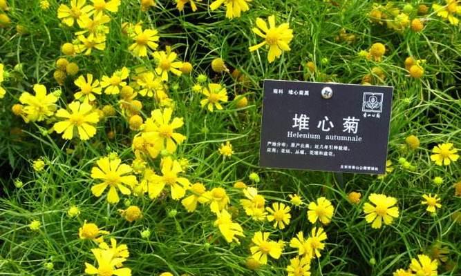 揭秘株高之谜——脑洞大开的植物世界（探索株高现象的原因和意义）