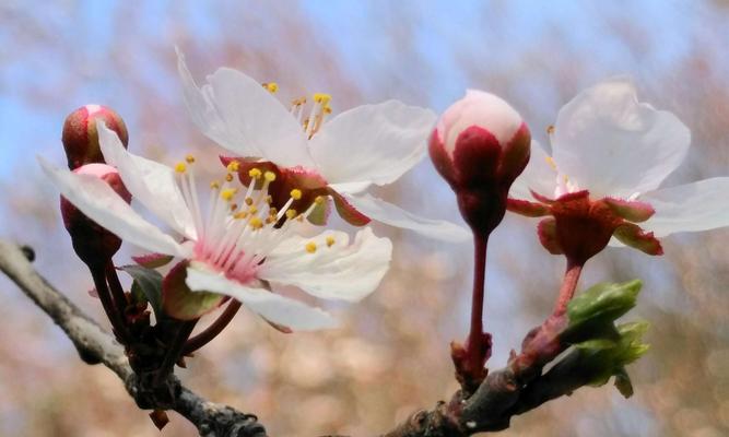 紫叶李的花语与美丽传说（探索紫叶李的花语和背后的美丽传说）