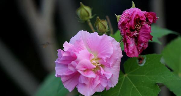 芙蓉花之美（探索芙蓉花的花语）