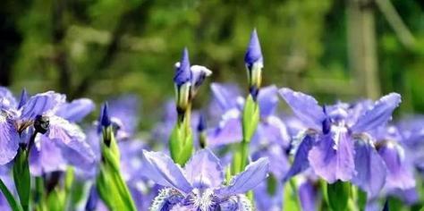鸢尾花的花语与寓意（探寻鸢尾花的深意——从花语到文化符号）