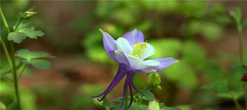 以耧斗菜的花语——美丽与坚韧并存的象征（与耧斗菜共舞人生）