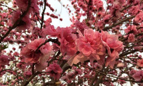 桃花的花语和传说（桃花芬芳）