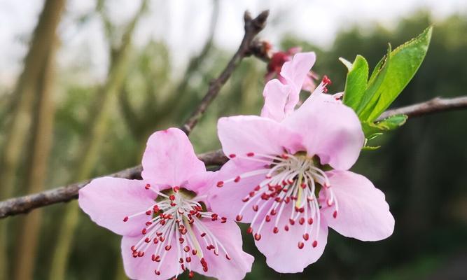 花语叶和沙小光情头图片