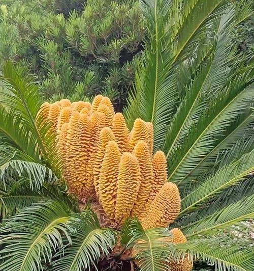 铁树开花的神奇奇迹（花开在世界的盛夏）